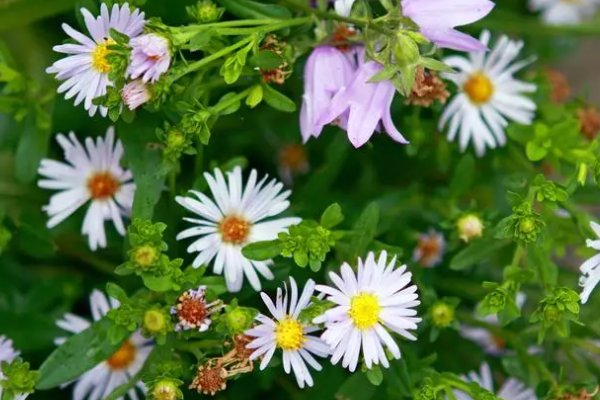 一棵小草7人扛打一字