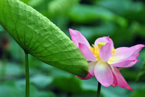 什么的池塘里开满了什么的荷花？