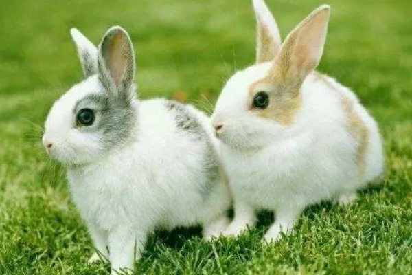 月晕主风是什么生肖