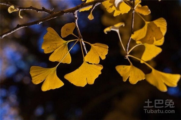 银杏树叶像什么似的