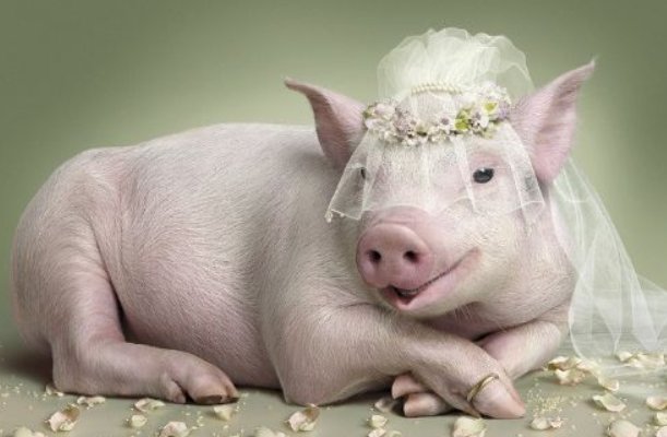 白吃干饭打一生肖?