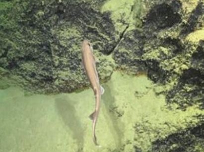 世界上最漂亮的鲨鱼来自哪里?