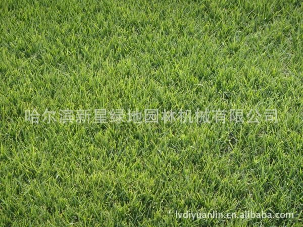 沙生冰草的主要价值