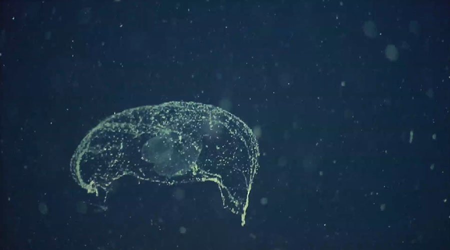 海底奇光的原文