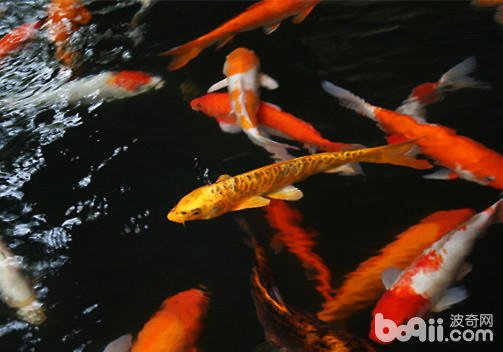 锦鲤鱼的养殖－家庭如何养殖