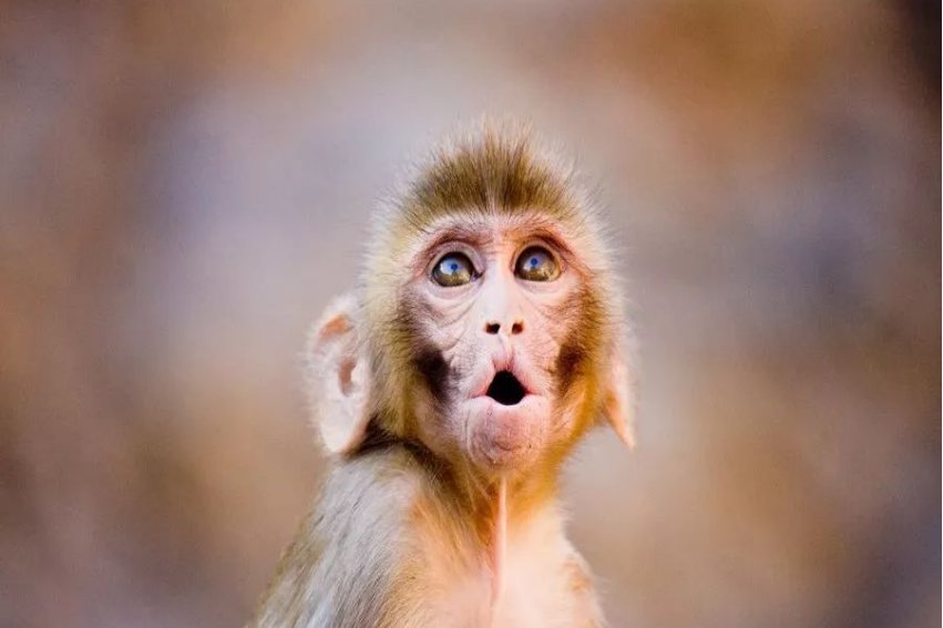 重出江湖代表生肖是什么？