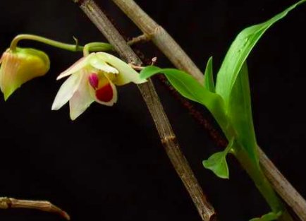 霍山石斛有哪些信得过的品牌?