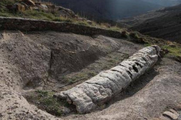 希腊发现2000万年前化石树，这究竟有多罕见？