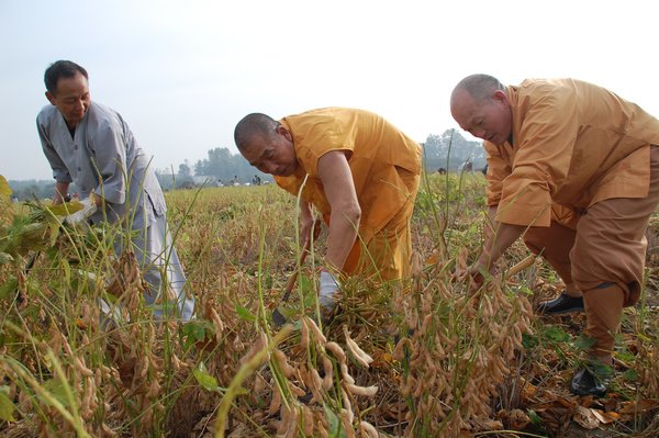 白马寺僧人剥玉米的场景吸引游客围观，为何众多游客加入了剥玉米大军？