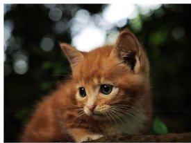 你听过有关猫的邪恶传说吗？