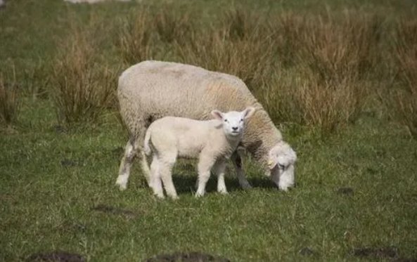 明日黄花猜一生肖