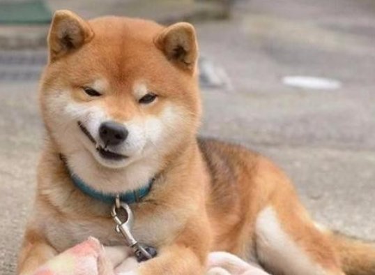 狗每天吃最多能吃几个鸡蛋