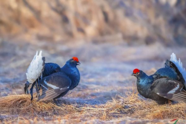 两雄相争的意思是什么