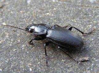 遇到中华婪步甲该怎么办？