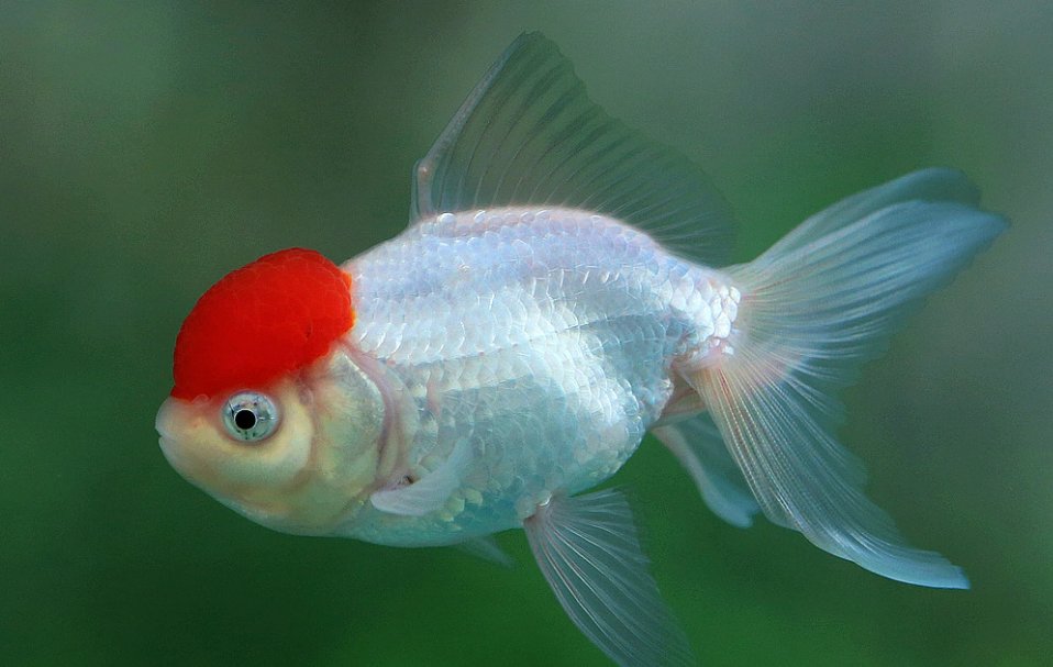 4条鱼是什么字？