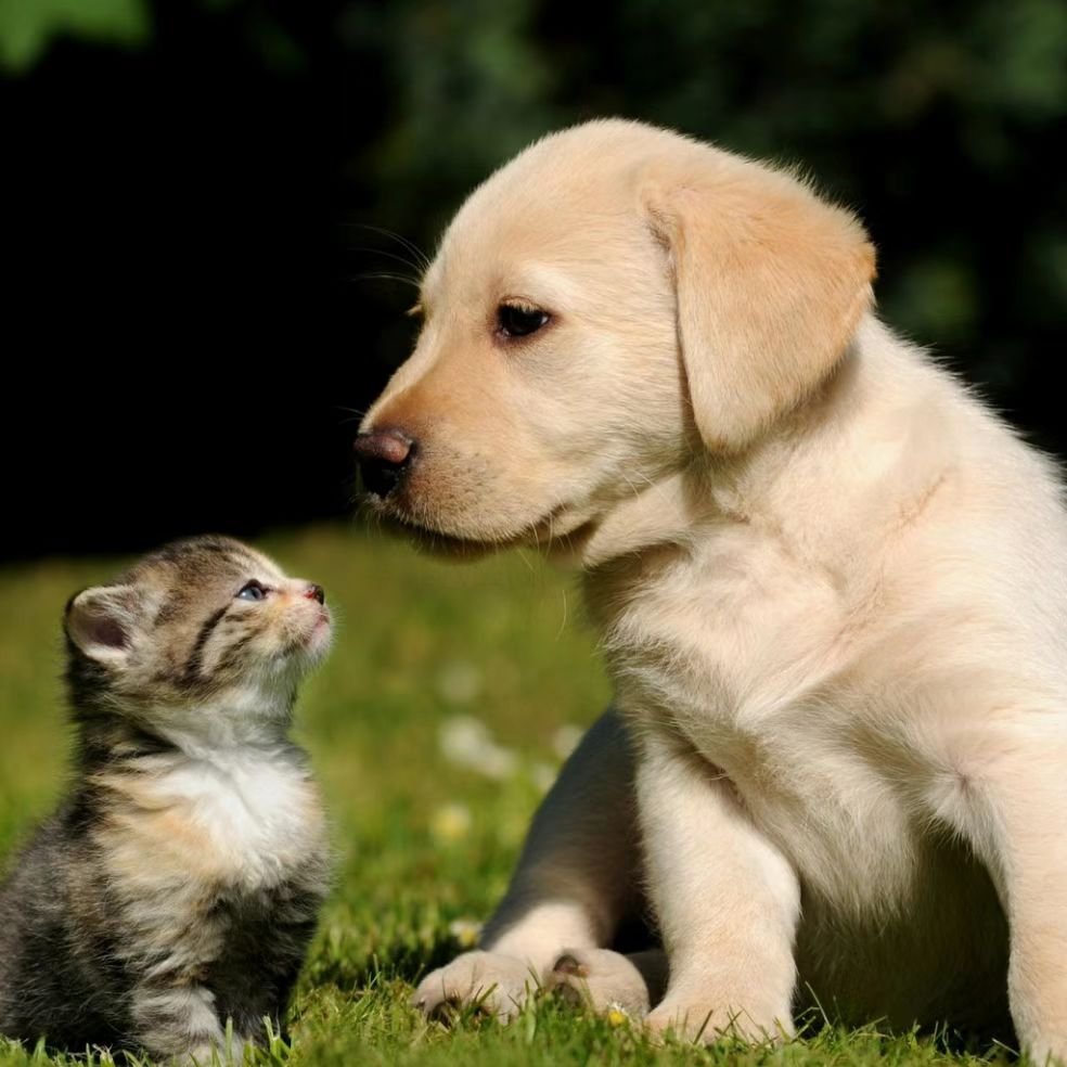 无锡遛狗未牵绳男子街头虐猫,如何评价其行为?