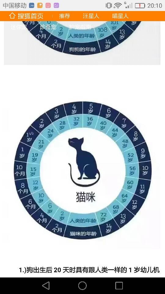 猫咪六年相当于多少岁啊？