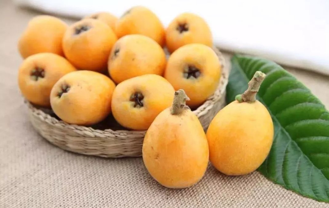 福建一科学家用一辈子为枇杷改名，枇杷的起源是什么？