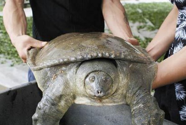 46斤百年巨鳖上岸被捉，村民是如何处理这只巨鳖的？