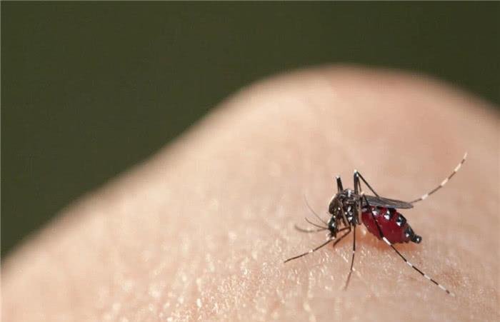 蚊子有什么用？为什么不把地球上的蚊子消灭？