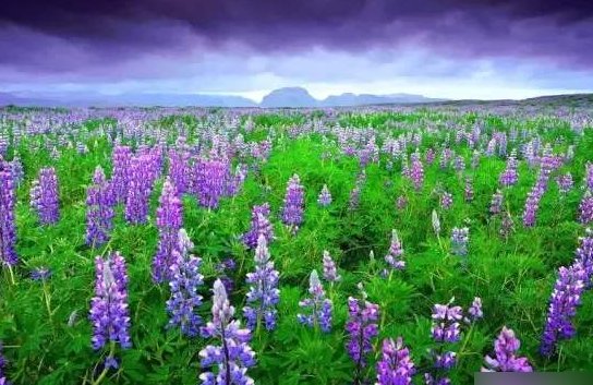 鲁冰花歌词为什么恐怖？