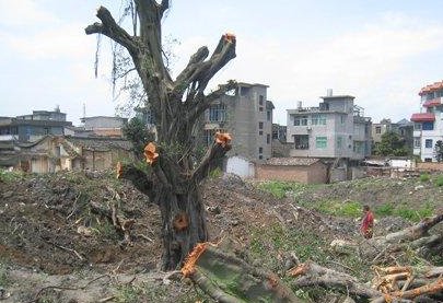 广东1100多岁古榕树倒塌,古榕树倒塌的原因是什么?