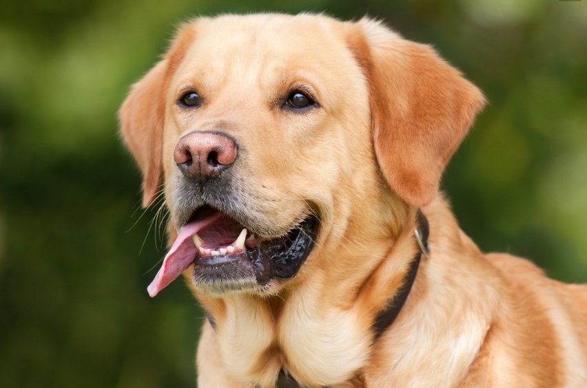 犬冠状病毒能在家中存活多久