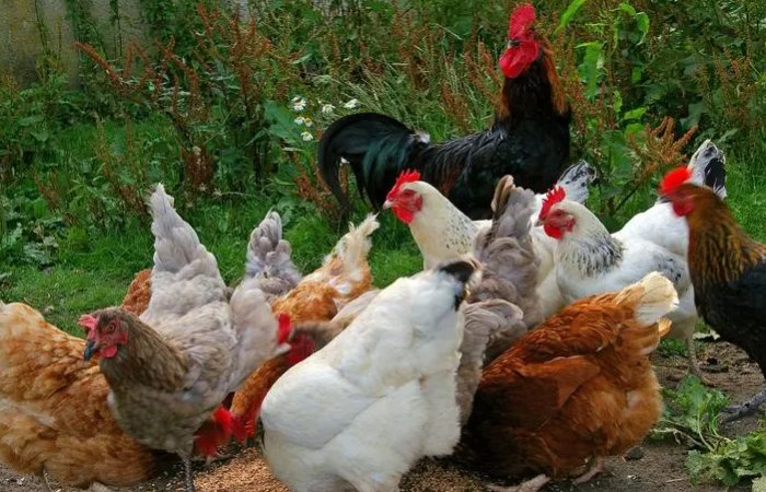 农民做什么事能致富