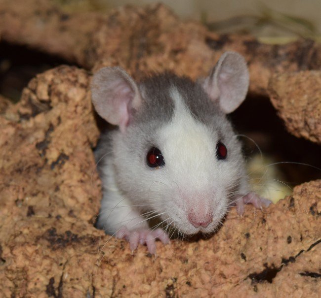 四川一只老鼠盗窃1800多元现金建“豪宅”，老鼠为何一般不容易被消灭？