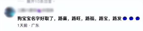 趣说春运返程：狗子在高速被堵到生下一窝狗崽！