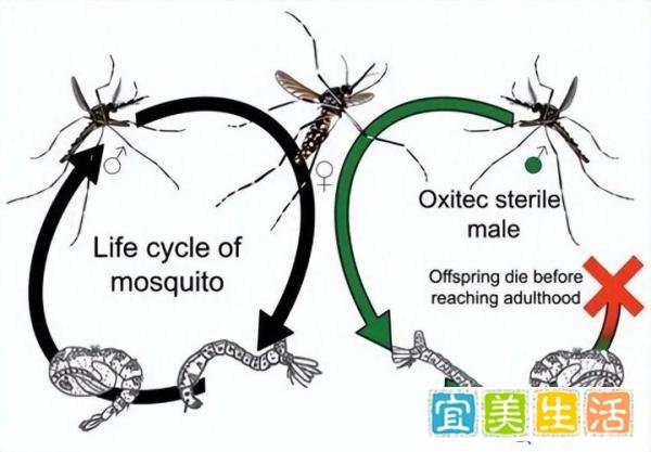 美国将放24亿只转基因蚊子，科学家：巴西曾孕育出超级蚊子