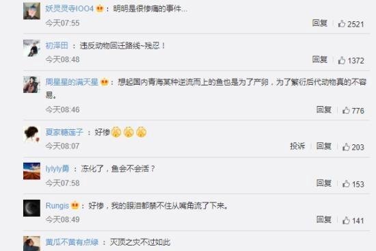 俄罗斯数千条鱼冻在冰层中 这是咋情况？