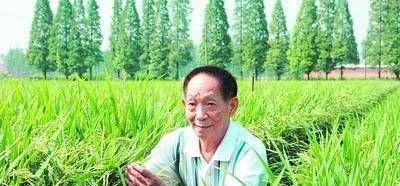 损失有多大？袁隆平逝世