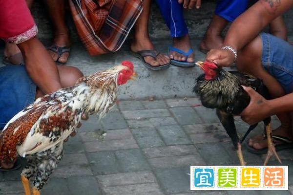 离奇杀人事件：性情刚烈的斗鸡拒绝参赛，奋力挣脱时将主人杀死