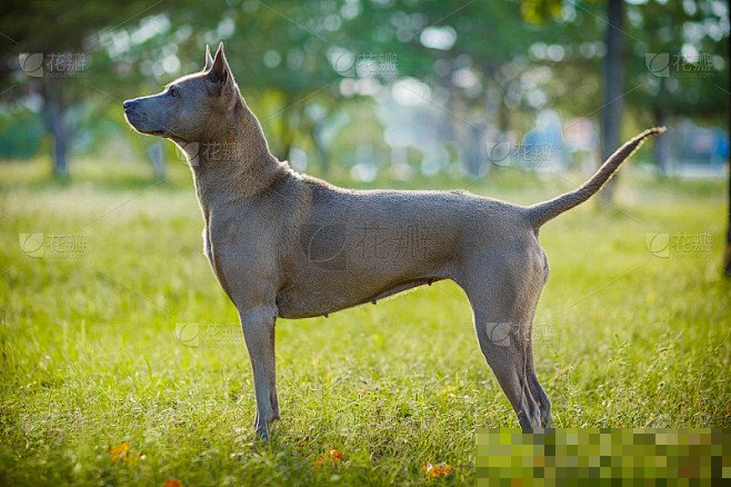 泰皇脊背犬价格
