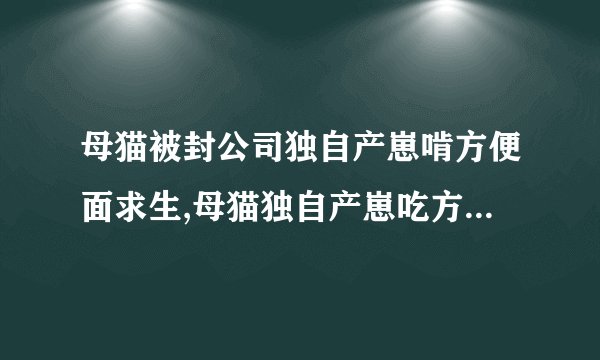 母猫被封公司独自产崽啃方便面求生,母猫独自产崽吃方便面求生，遭公司封禁