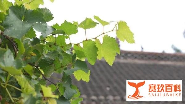 超常发挥，超出本科线30多分!成武一准大学生高考查分第2天突发脑出血