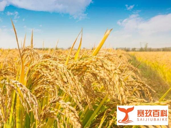 老人说：2023年立秋是“闭眼早秋，母秋包伏”，啥意思？