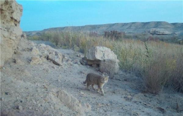 甘肃敦煌西湖保护区：频现大群野骆驼 首次拍到荒漠猫