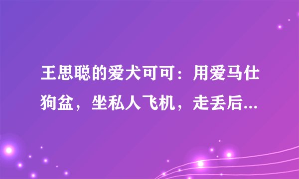 王思聪的爱犬可可：用爱马仕狗盆，坐私人飞机，走丢后悬赏100万