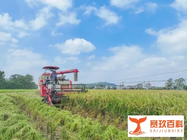 秋粮收获已过半 看各地良种良法保丰收