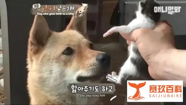狗狗“生”了只猫宝宝，主人：我家狗狗真厉害，它生出来了一只猫