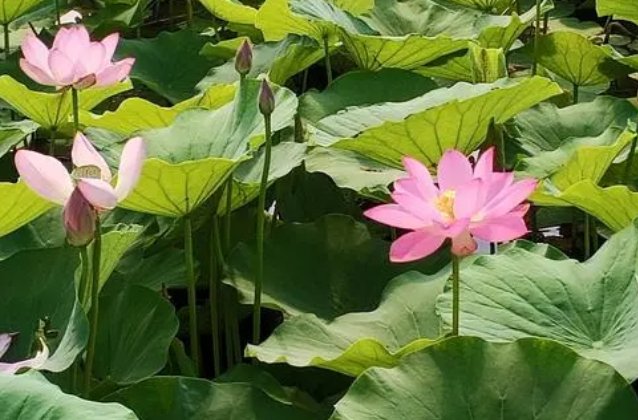 芙蓉并蒂