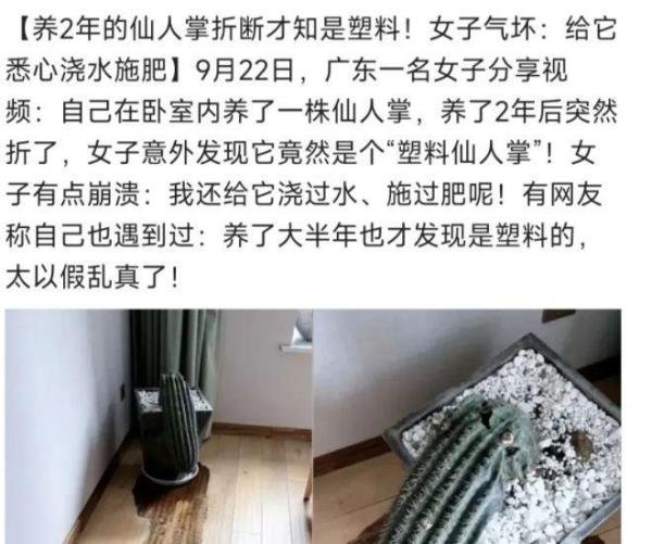 广东一名女子按照惯例给养了2年的仙人掌浇水时，突然发现断了