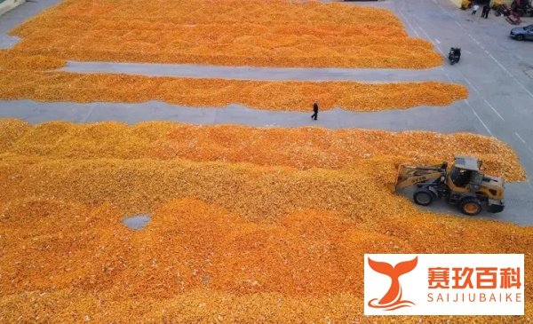 秋粮收获已过半 看各地良种良法保丰收