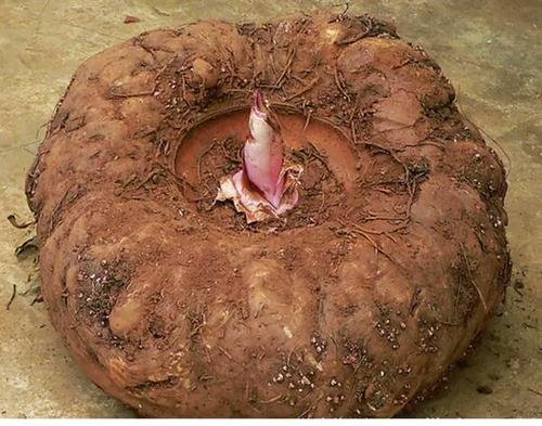 男子偷魔芋打赏女主播，超出自己承受范围打赏的人是什么心理？