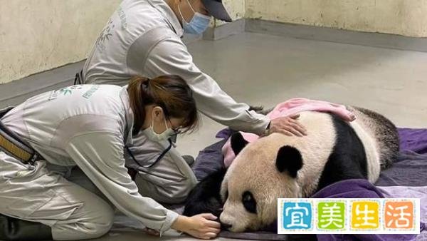 大熊猫“团团”已完成解剖，园方：待病理报告完成再对外说明