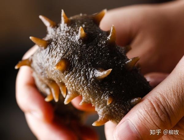 山东海参价格多少一斤