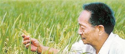 损失有多大？袁隆平逝世