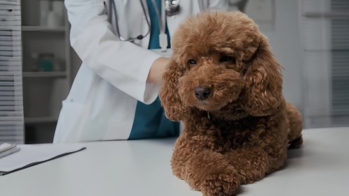 犬瘟治疗费用大概多少
